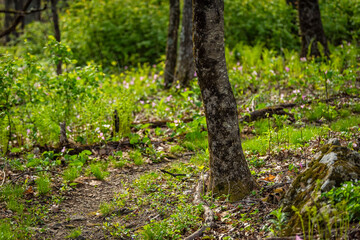 Pink purple white trillium wildflowers flowers field with trail footpath in sunlight in Virginia Blue Ridge of Wintergreen Resort