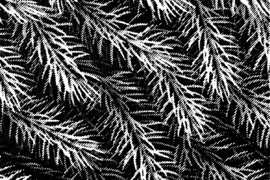 Macro halftone print of dense overlapping pine needles in sharp monochrome contrast on a transparent background, forming a seamless forest pattern.