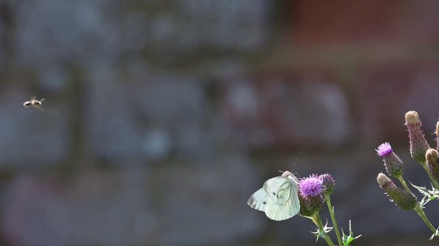 Slow motion (x10) of a Green-Veined White (Pieris napi) butterfly feeding on a thistle flower and disturbed by a solitary bee flying around. July, Kent, UK.