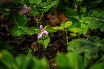 Pink trillium tri flower and mayapple canopy shade macro closeup with texture detail in Virginia Blue Ridge of Wintergreen Resort