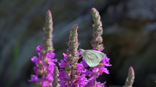 Green-Veined White butterfly (Pieris napi) feeding on purple flowers and flying between them. July, Kent, UK. Slow motion x10