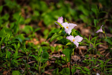 Trillium purple light pink wildflowers flowers field macro closeup ground view in Virginia Blue Ridge of Wintergreen Resort