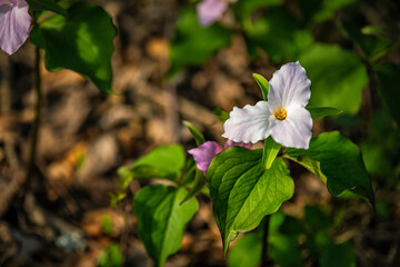 White trillium wildflowers flowers field macro closeup of group in Virginia Blue Ridge of Wintergreen Resort