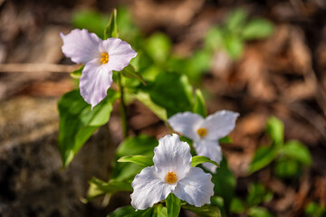 Purple light pink white trillium wildflowers flowers field macro closeup above view of group in Virginia Blue Ridge of Wintergreen Resort