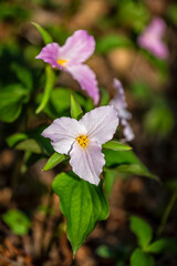Purple light pink trillium wildflowers flowers field macro closeup vertical view with leaves in Virginia Blue Ridge of Wintergreen Resort