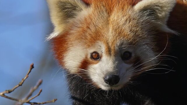 Slow motion shot of red panda looking at camera
