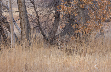 Buck Whitetail Deer During the Rut in Autumn in Colorado