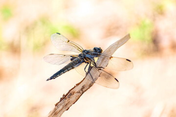Four-spotted chaser (Libellula quadrimaculata) dragonfly perches on dry twig against blurred background.