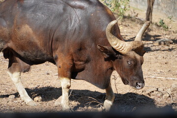 Gaur, Indian bison grazing in the field at summer.