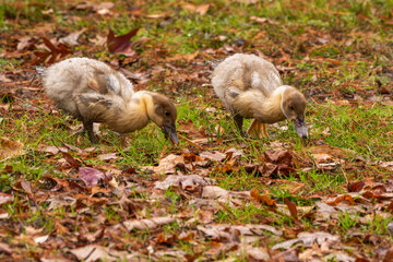Muscovy duckling hunting for food under leaves