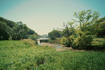 Warm summer scene with a small river and natural greenery in a Japanese park.