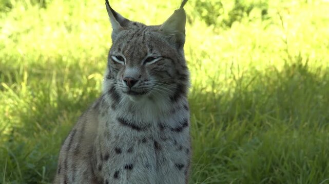 Medium shot on lynx sitting in grass on sunny day