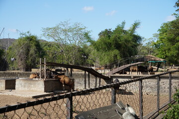 Gaur, Indian bison grazing in the field at summer.