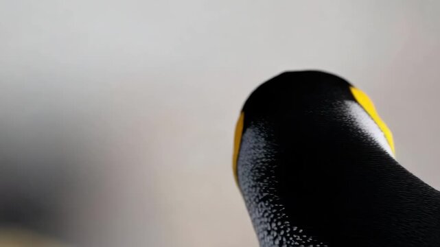 Close-up of a penguin with a bright yellow patch on its neck; likely a king penguin.