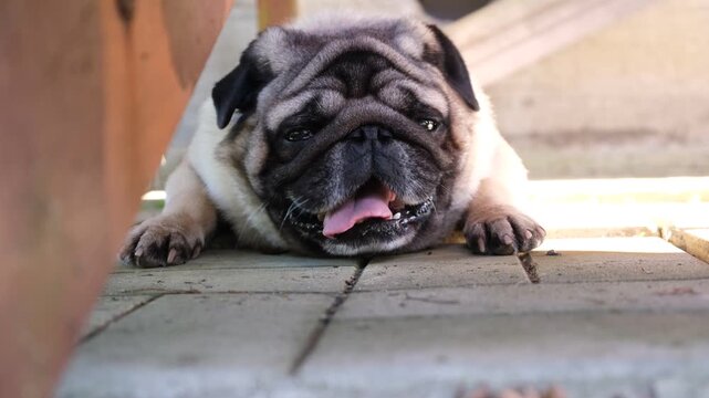 A pug dog is lying on the pavement, breathing heavily, worried and waiting for its owner.
