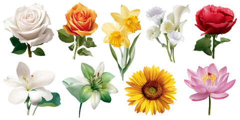 Collection of  beautiful and vibrant blooming flowers isolated on a clean white background