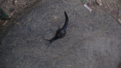 A small black snail on a big rock