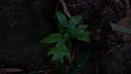 Green wet plant in the mossy rock