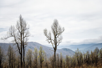 Three Ridges overlook at Blue Ridge mountains parkway in Virginia with mist fog trees at high elevation