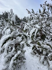 snow covered fir branches