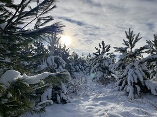 winter landscape with trees and snow