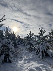 winter landscape with trees and snow