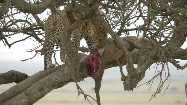 Leopard on tree, eating its deer prey