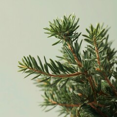Minimal Pine Branch Isolated on Solid Background