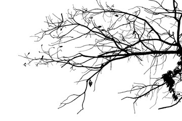 Fototapeta premium Illustration, silhouette of oak branch on transparent background