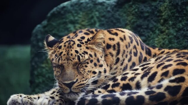 Medium shot of beutiful leopard relaxing