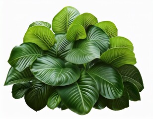 large green leaves no background