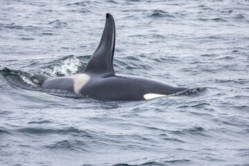 male orca with large dorsal fin swims in the Atlantic ocean near &Oacute;lafsv&iacute;k, Snaefellsnes peninsula, Iceland