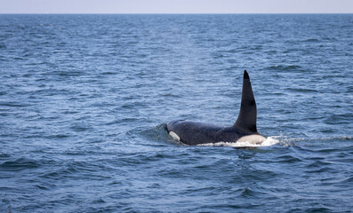 male killer whale (orca) in the blue waters near &Oacute;lafsv&iacute;k, Snaefellsnes peninsula, Iceland