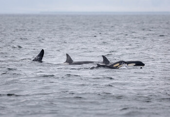Orca pod near &Oacute;lafsv&iacute;k, Snaefellsnes peninsula, Iceland