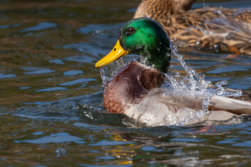 A male mallard duck floating on a pond