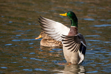 A male mallard duck floating on a pond
