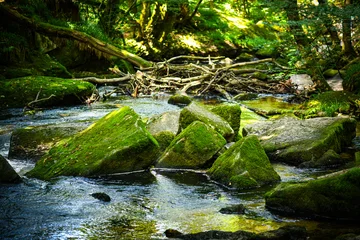 Fototapete Rund Wald Fluss River flowing in the forest among the mossy rocks  © Andreea_Prodan