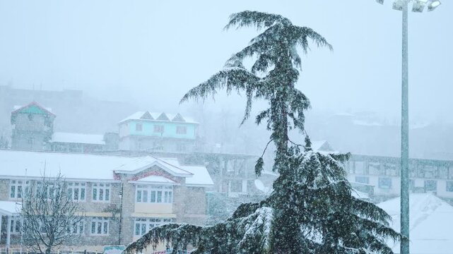 4K Slow motion shot of snowfall in front of Pine tree during a winter storm as seen from Sangla village in Kinnaur district, Himachal Pradesh, India. Scenic view of snow falling in village.