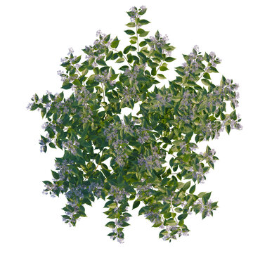 Ceanothus x delileanus tree plan, top view, cutout, transparent background, isolate, Blooming lilac bush overhead view, perfect for garden design layouts