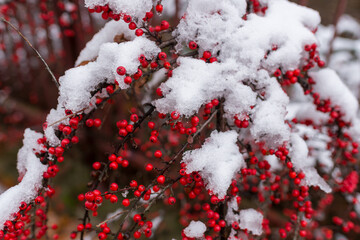 Thin branches are filled with vivid red berries buried under thick snow, forming bold seasonal contrast. A festive natural scene perfect for holiday themes, botanical backgrounds, and winter design