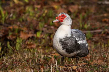 A muscovy duck by a pond in autumn
