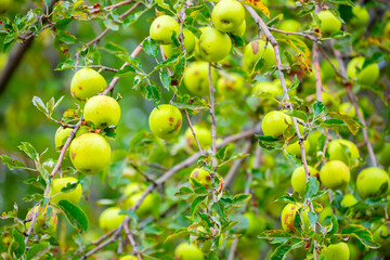 Harvest of apples on a plantation in the garden. Fruit trees with apples. Ripe fruits on the branches of a tree. Gardening in agriculture.