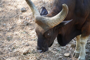 Gaur, Indian bison grazing in the field at summer.