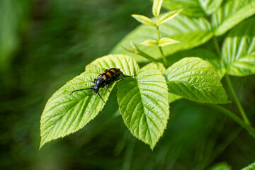 Close-up of four-banded longhorn beetle (Leptura quadrifasciata) resting on vibrant green leaf in natural light.
