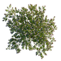 Escallonia x langleyensis apple tree plan, top view, cutout, transparent background, isolate, Flowering bush with delicate blossoms for garden designs and landscaping