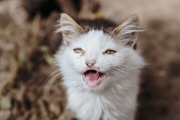 A homeless sad kitten meows and sits in the yard.