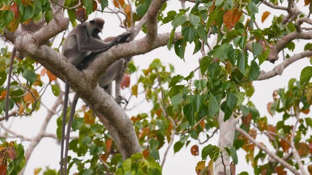 Gray langur lat. Semnopithecus priam sit on a tree branch in Sri Lanka, showing peaceful social behavior in tropical jungle wildlife in slow motion video.