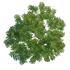Indigofera heterantha tree plan, top view, cutout, transparent background, isolate, Gorgeous tree from above showing lush green leaves and tiny pink flowers