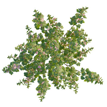 Lavatera clementii tree plan, top view, cutout, transparent background, isolate, Enchanting mallow plant with vibrant pink blooms adding natural beauty