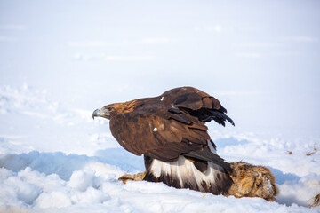 Obraz premium A large eagle caught a fox against a backdrop of snow. A bird of prey hunts its prey. A golden eagle sits in the snow, clinging to its prey. Falconry. A national tradition of Asia. Berkutchi,